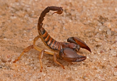 Aggressive scorpion in defensive position, Kalahari, South Africa